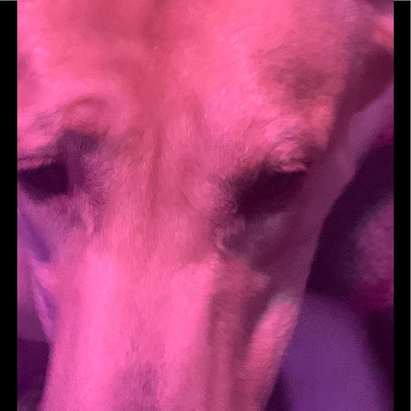 Meet your Posher, David - Picture 1 of 1